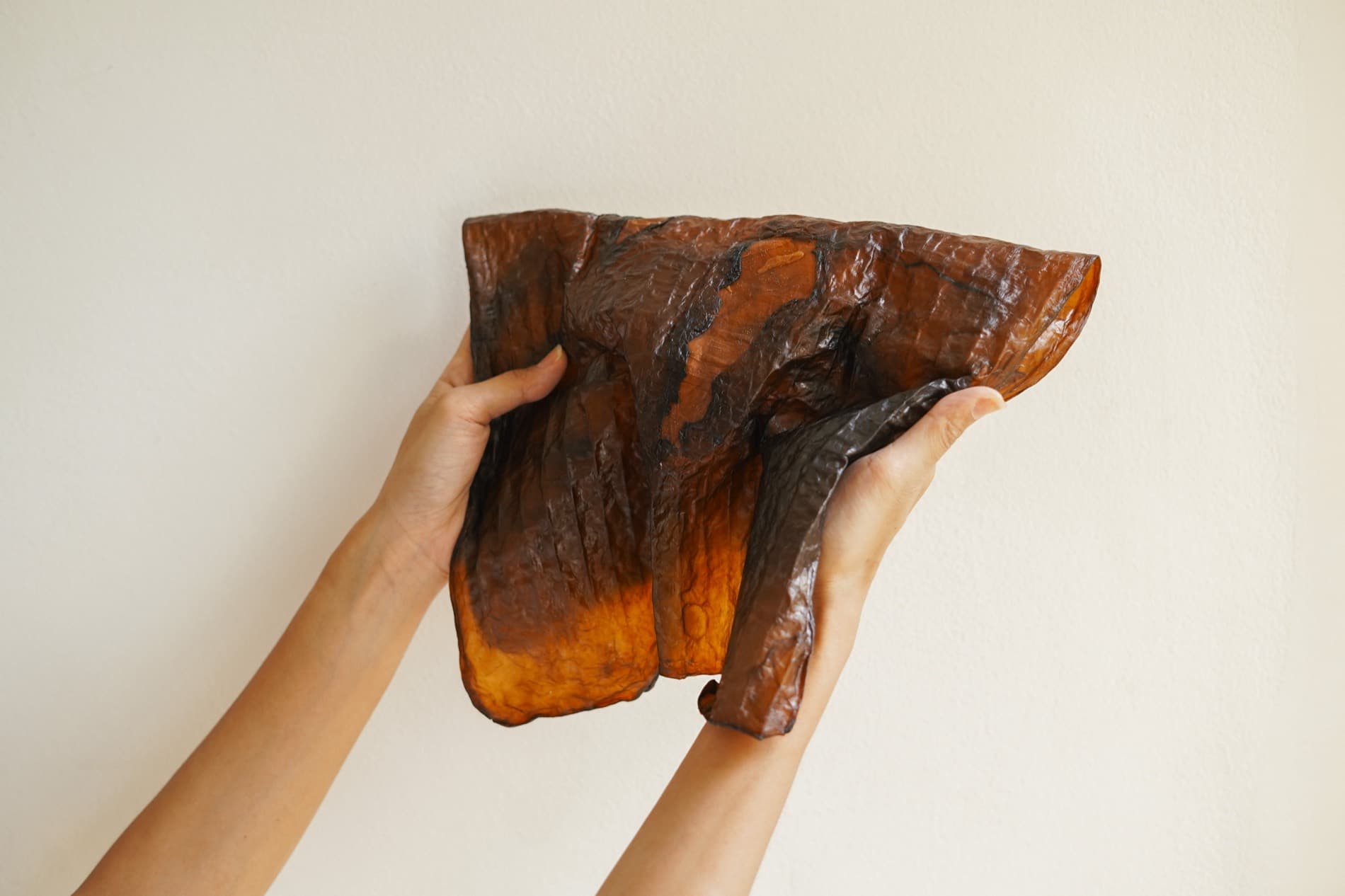Kombucha Bioleather at full sheet size, showing the scale a single growth reaches